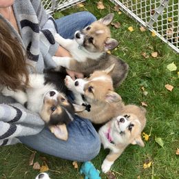 American Corgi and Pembroke Welsh Corgi Puppies from Cascadian Space Coast Corgis LLC