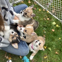 American Corgi and Pembroke Welsh Corgi Puppies from Cascadian Space Coast Corgis LLC