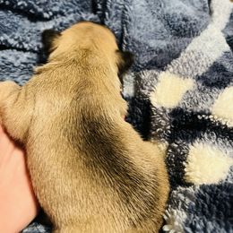French Bulldog Puppies from Stratton Kennel