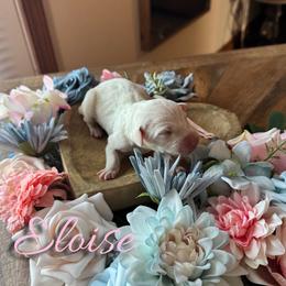 Eloise - White and liver brown female Dalmatian puppy in Mount Vernon, Missouri from Spots & Spirals