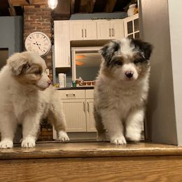 Australian Shepherd Puppies from Fallfire Farm