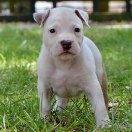 Zippy - Red male American Staffordshire Terrier puppy in St. Augustine, Florida from LBK & Ancient City