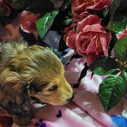 Dachshund Puppies from CLARK'S BREEDING PROGRAM