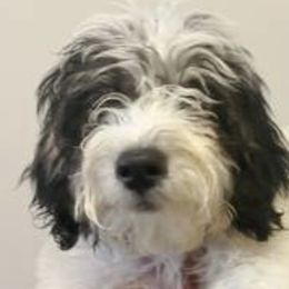 Hark - Black and white Bernedoodle puppy in Houston, Texas from Jomelkin Furry Pals
