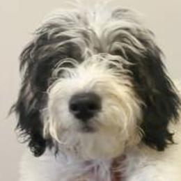Hark - Black and white Bernedoodle puppy in Houston, Texas from Jomelkin Furry Pals