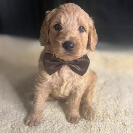 Latte - Apricot male Goldendoodle puppy in Summerville, South Carolina from Pawmazing Doodles