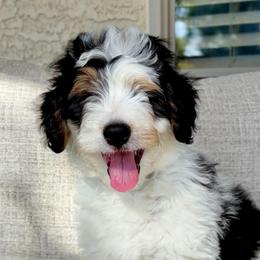Buckeye - Tri-color male Bernedoodle puppy in Gilbert, Arizona from 5280 Bernedoodles