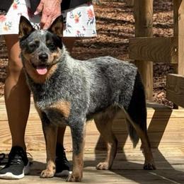 Ginny - Australian Cattle Dog