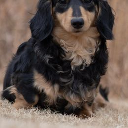 Mia - Dachshund
