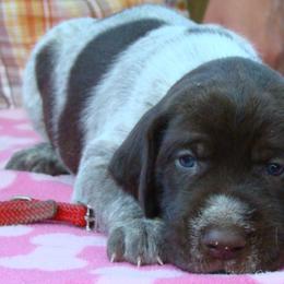 German Wirehaired Pointer Puppies from Idawire GWPs