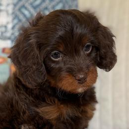 Orion - Chocolate male Cavapoo puppy in Beckley, West Virginia from By Design Doodles