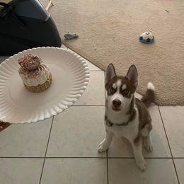 Siberian Husky Puppies from Milly's Showline Pets