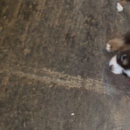 Boy 4 - Miniature Australian Shepherd puppy in Paris, Texas from Kuttin’ Up Mini Aussies