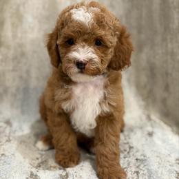 Jack - Red  male Poodle puppy in Belleville, New Jersey from TK Poodles