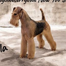 Isla - Airedale Terrier
