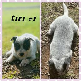 Girl 1 - Blue mottled female Australian Cattle Dog puppy in Prague, Oklahoma from S&B Cattle Co.