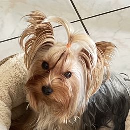 Loly - Yorkshire Terrier