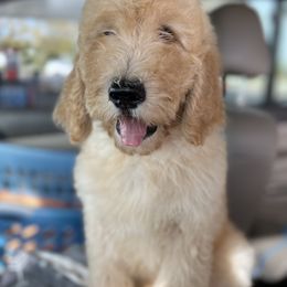 Goldendoodle Puppies from Rolling Acres Doodles and Poodles