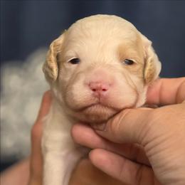 Romano - Parti male Goldendoodle puppy in Crawfordsville, Iowa from DoodleBlessings