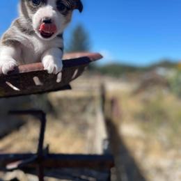 Pembroke Welsh Corgi Puppies from Top-Notch Paws