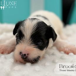 Brookes - Black and white male Companion Cross puppy in Scottsdale, Arizona from Lil Luxe Pups