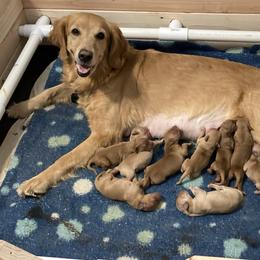 Girl 3 - Golden female Golden Retriever puppy in Sacramento Area, California from Gold Country Golden Retrievers
