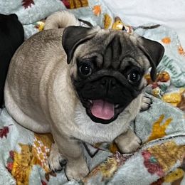 Pug Puppies from Von Webb Pups