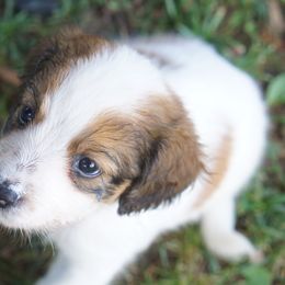 Red - White and red male Nederlandse Kooikerhondje puppy in Chattanooga, Tennessee from Criterion Kooikerhondjes