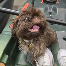 Louie - Shih Tzu
