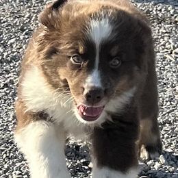 Rope - Red tri male Miniature Australian Shepherd puppy in Godley, Texas from Nana and Paws Aussies