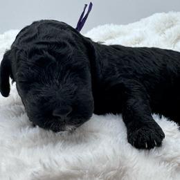 Purple collar - Black female Goldendoodle puppy in Meridian, Mississippi from Smoodles