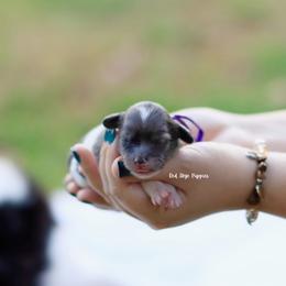 Miracle (Purple Collar Girl) - Merle female Cavapoo puppy in Republic, Missouri from Red Skye Puppies