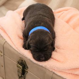 Joy - Chocolate female Labrador Retriever puppy in Camden, Indiana from Camden's Caring Canines