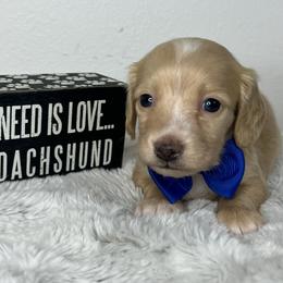 Boy four - Cream male Dachshund puppy in Payette, Idaho from NT Mini Doxies