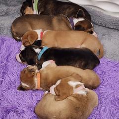 Drever and Mastiff Puppies from Cedarhollow