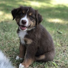 Australian Shepherd Puppies from Mika’s Aussies
