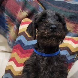 Miniature Schnauzers and Schnoodles from KK Schnauzers
