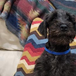 Miniature Schnauzers and Schnoodles from KK Schnauzers