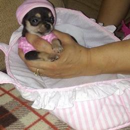 Chihuahua Puppies from Chilove Chihuahuas