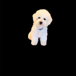 Boy 3 - White male Bichon Frise puppy in Pahrump, Nevada from Calvada's Bichons