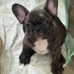 French Bulldog and Olde English Bulldogge Puppies from Misfit Ranch bulldogs