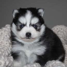 Kyra MICRO - Gray and white female Pomsky puppy in Apple Creek, Ohio from Kathryn Troyer