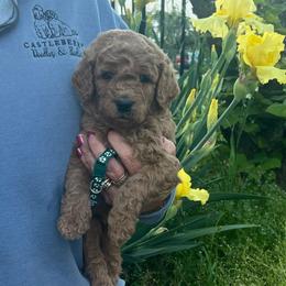 Green - Red  male Goldendoodle puppy in Indian Trail, North Carolina from Castleberry Doodles and Poodles