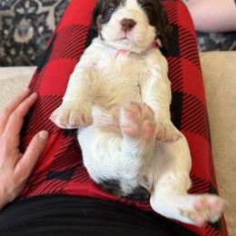 Lottie - White and liver female English Springer Spaniel puppy in Lufkin, Texas from Shifletknights Springer Spaniels
