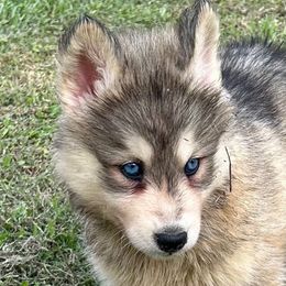 Elektra - Gray and white female Siberian Husky puppy in Summerville, South Carolina from Carolina Husky Lodge
