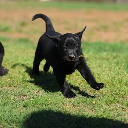 Labrador Retriever Puppies from J and D Retrievers