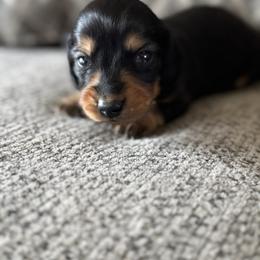 Boy 1 - Black and tan male Dachshund puppy in Licking, Missouri from Bean Creek Dachshunds & Terriers