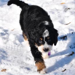 Purple girl - Tri-color female Bernedoodle puppy in Waukesha, Wisconsin from Bernedoodle Boutique (and Cavapoos)