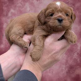 Lyric - Red and white female Shihpoo puppy in Coshocton, Ohio from Forever Family Puppies