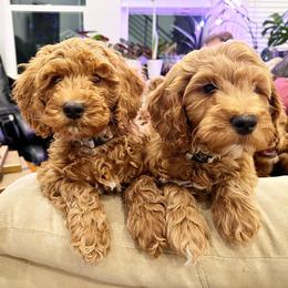 Goldendoodle Puppies from Sunnydoodle Utah